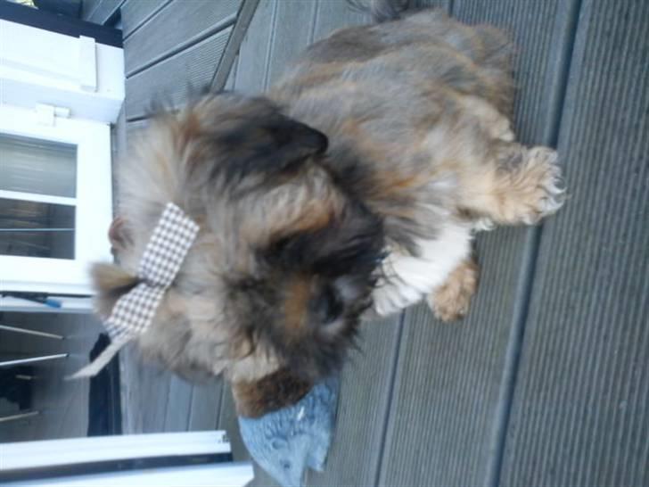 Lhasa apso Hyperion ( BULDER ) billede 14