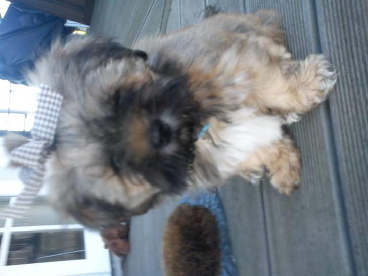 Lhasa apso Hyperion ( BULDER ) billede 15