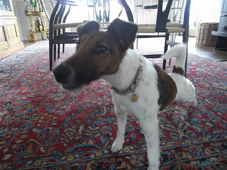 Glathåret foxterrier candy - arrr det er dejligt billede 5