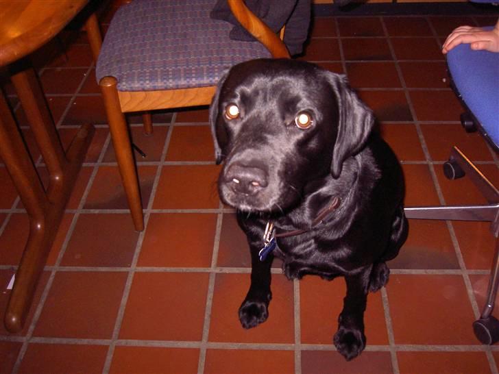 Labrador retriever Max - Jeg er en vagt hund, stolen er reseveret. billede 2