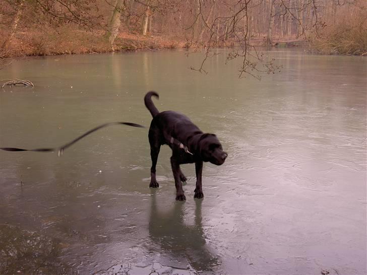 Labrador retriever Max - Århh, koldt vejr og søen er frosset billede 4