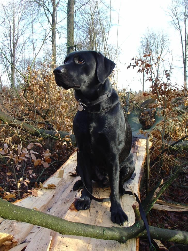 Labrador retriever Max - Der har været orkan og Max vil over og se skoven. billede 5