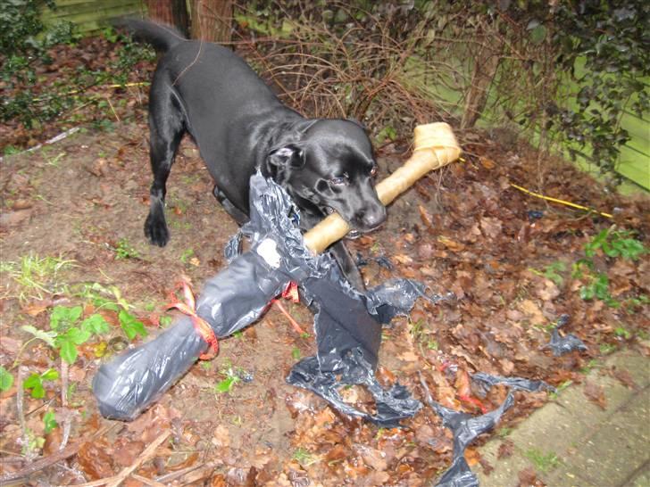 Labrador retriever Max - Uhhh, sikke en god julegave billede 6