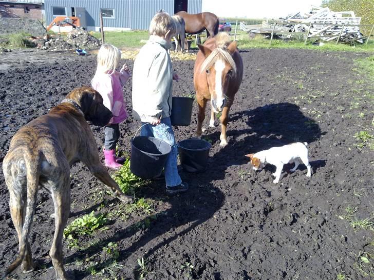 Dansk svensk gaardhund Gucci - mon hestens mad kan spises billede 10