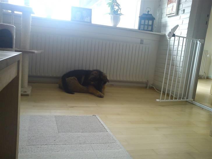 Schæferhund Canto - CANTO I KATTE SENGEN :P billede 12