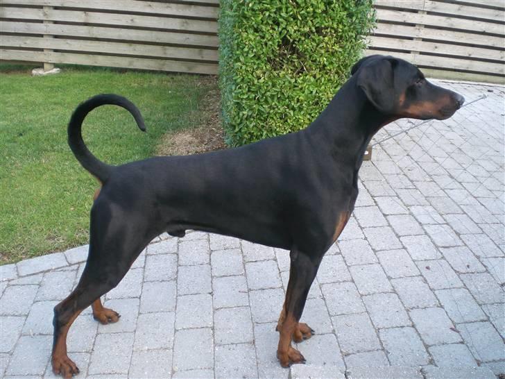 Dobermann Diego R.I.P. savnet og elsket billede 1