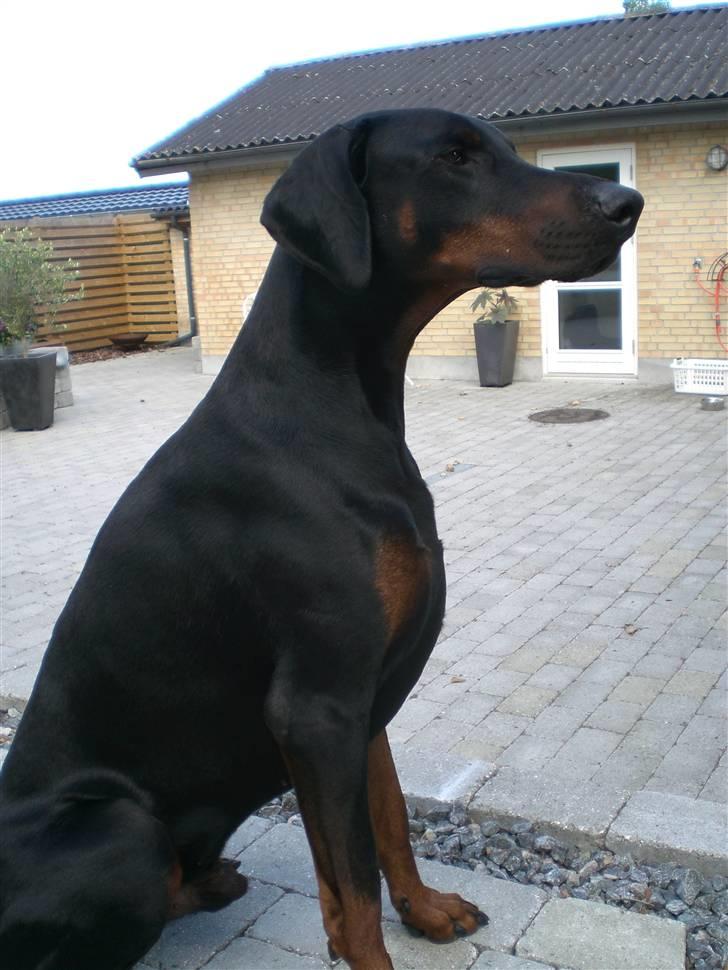 Dobermann Diego R.I.P. savnet og elsket billede 2