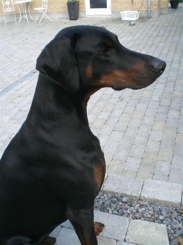 Dobermann Diego R.I.P. savnet og elsket billede 3