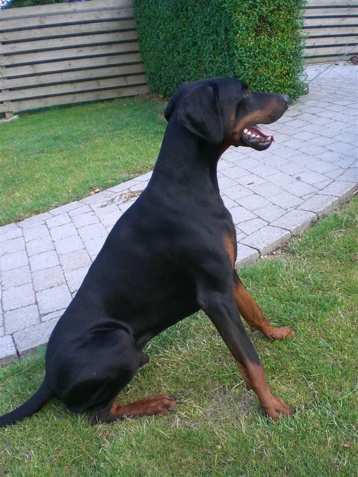 Dobermann Diego R.I.P. savnet og elsket billede 4