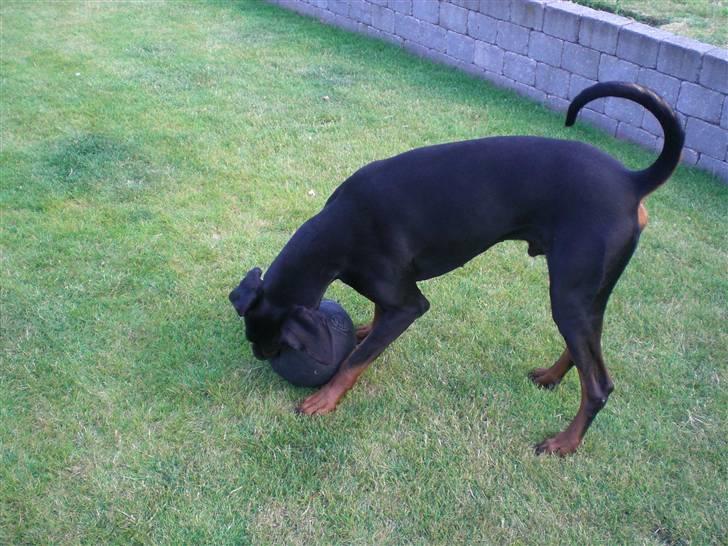 Dobermann Diego R.I.P. savnet og elsket billede 5