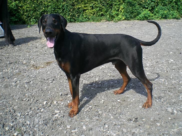 Dobermann Diego R.I.P. savnet og elsket billede 6