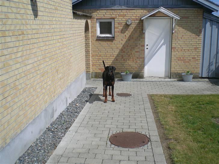 Dobermann Diego R.I.P. savnet og elsket billede 7