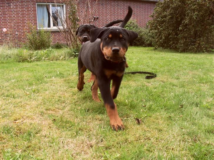 Rottweiler Luna billede 13