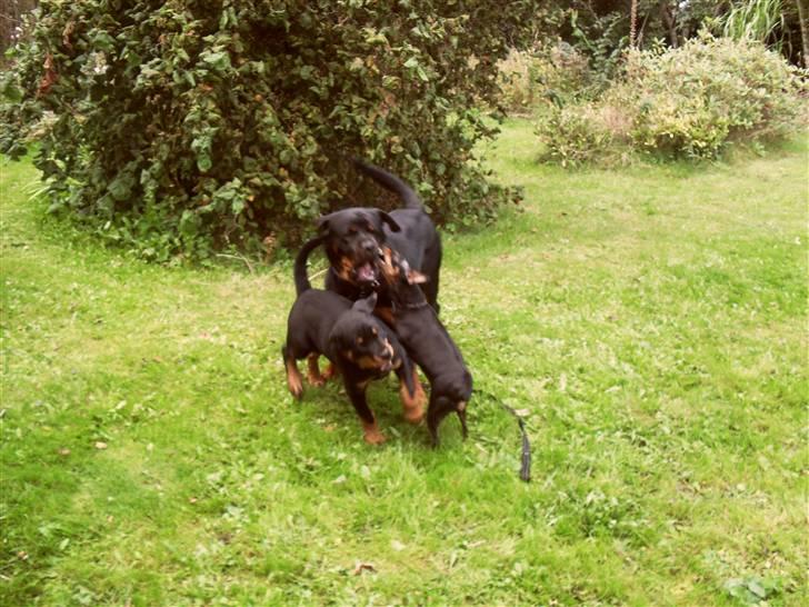 Rottweiler Luna - lege ud billede 15