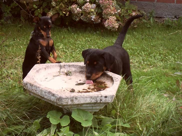 Dvaergpinscher chikita billede 10