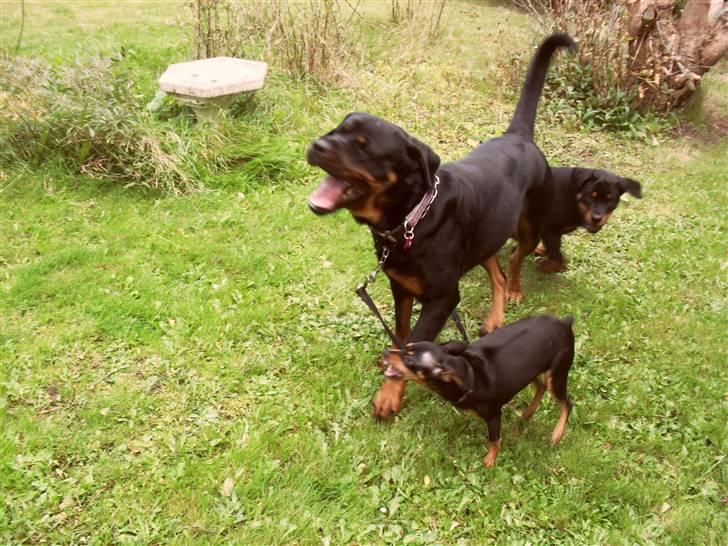 Dvaergpinscher chikita billede 11
