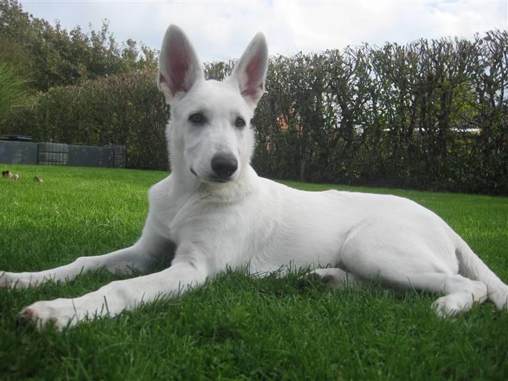 Hvid Schweizisk Hyrdehund BeDaBlanco's Brave Beyla - 24. september 2010 - 4 mdr gammel billede 12