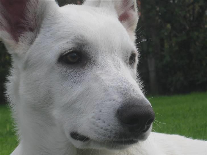 Hvid Schweizisk Hyrdehund BeDaBlanco's Brave Beyla - 24. september 2010 - 4 mdr gammel billede 13