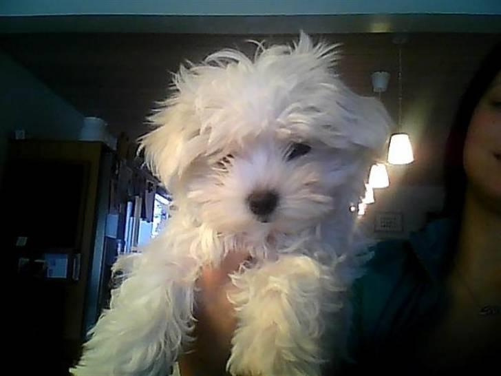 Malteser Molly billede 7