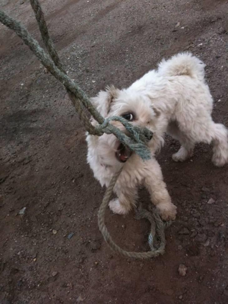 Malteser Molly billede 8