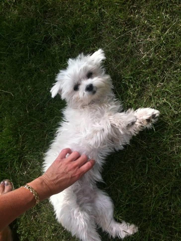 Malteser Molly billede 10