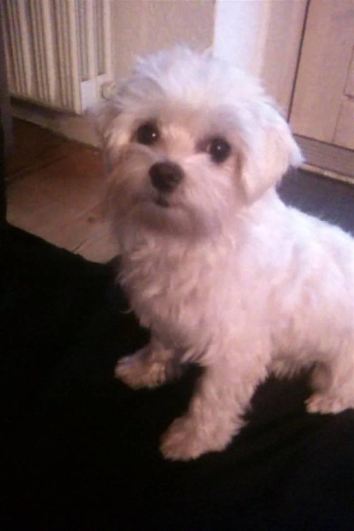 Malteser Molly billede 11