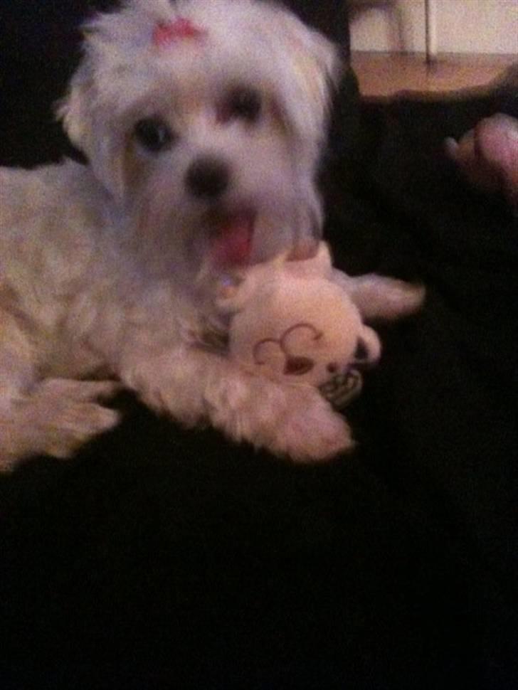 Malteser Molly billede 12