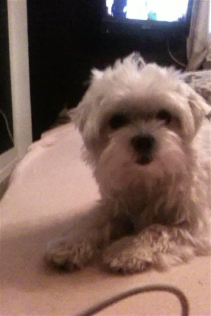 Malteser Molly billede 13