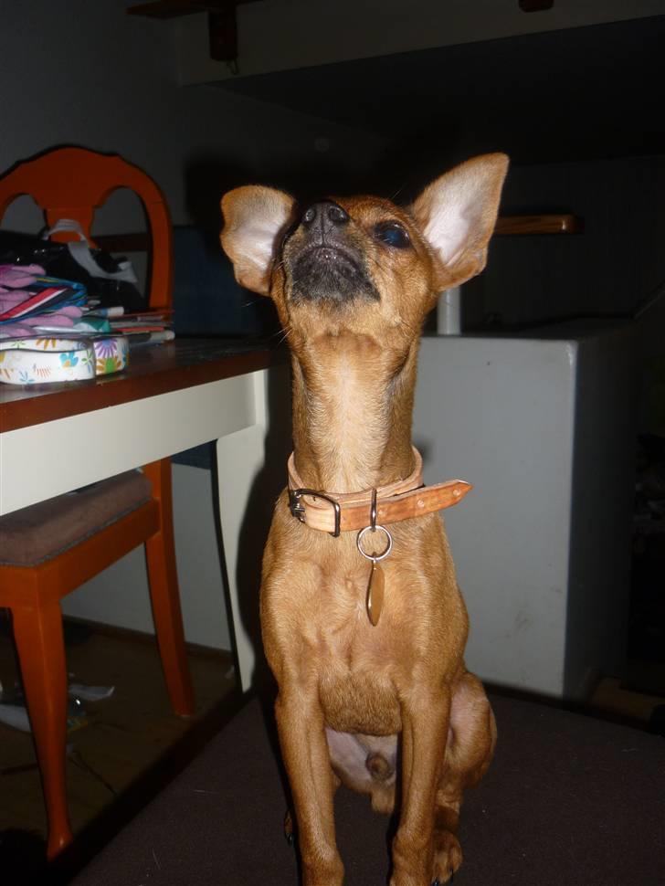 Dvaergpinscher Charlie Brown billede 12