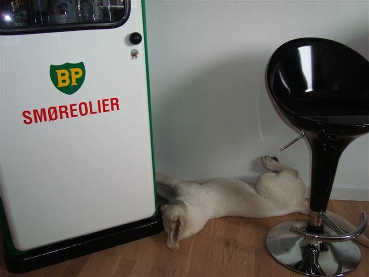 Hvid schæfer Bella - Snupper lige en lille lur efter aftens maden, og aftenens gå tur, 24.9.2010 billede 20