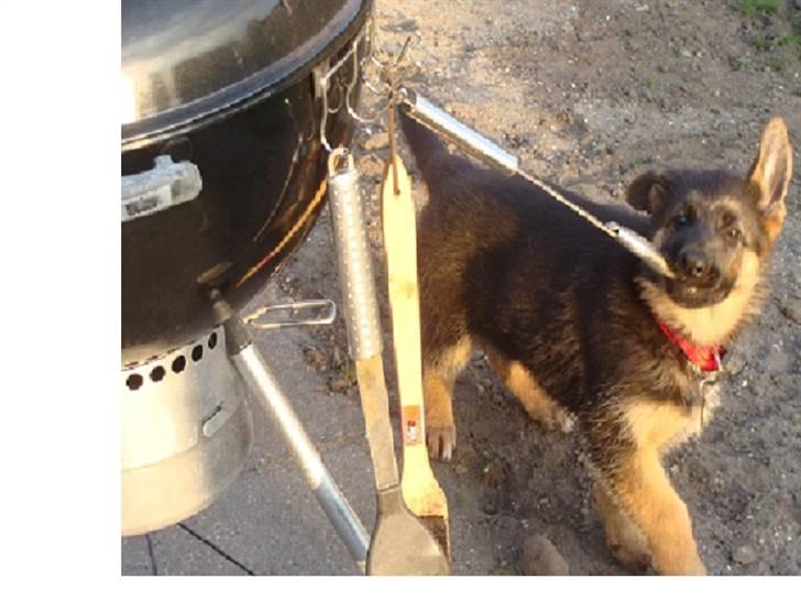 Schæferhund Team Dika's Sandra billede 6