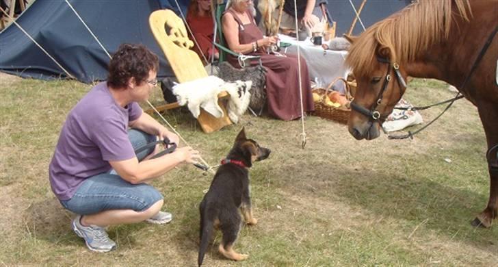 Schæferhund Team Dika's Sandra billede 7