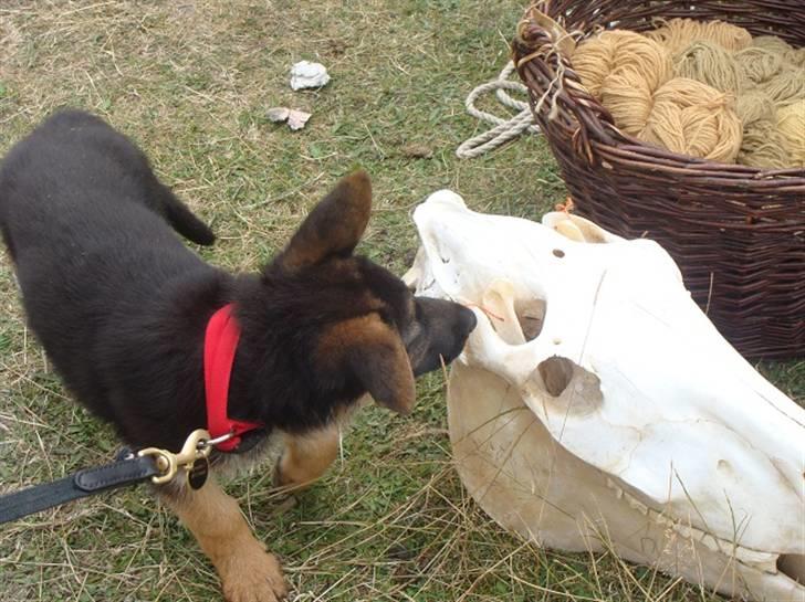 Schæferhund Team Dika's Sandra billede 8