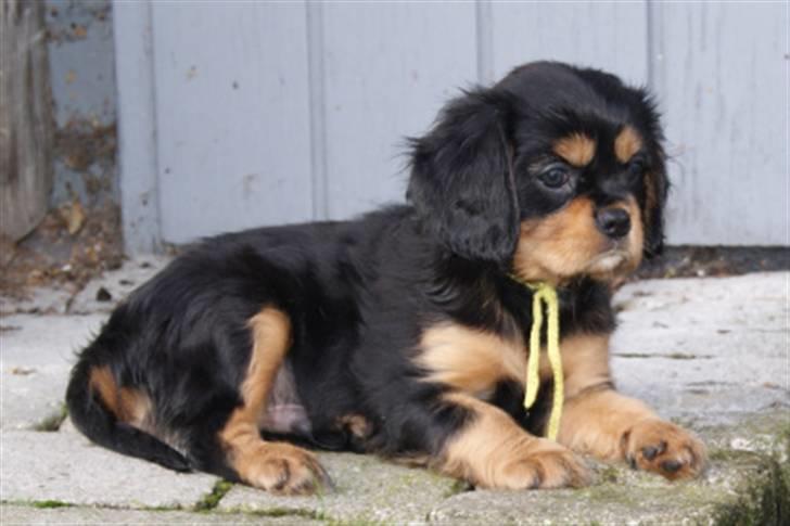 Cavalier king charles spaniel Piccocane's Charlie - Charlie som hvalp <3 billede 4