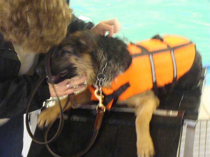 Schæferhund Team Dika's Sandra billede 10