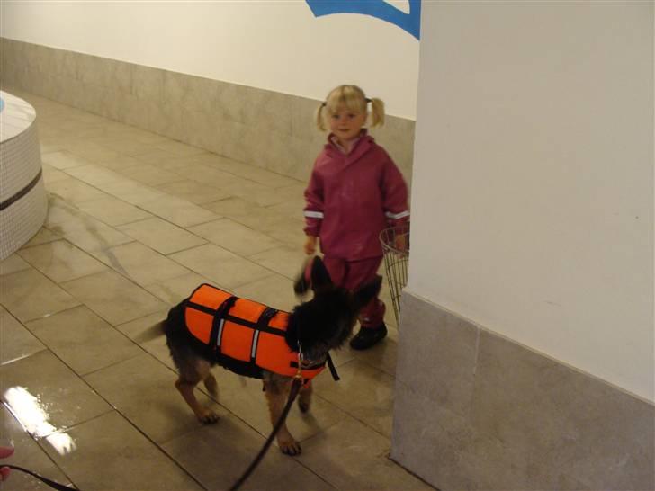 Schæferhund Team Dika's Sandra billede 12