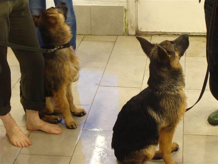 Schæferhund Team Dika's Sandra billede 13