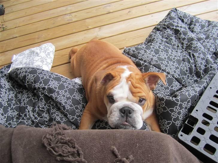 Engelsk bulldog Albert *SOLGT* :'( billede 16