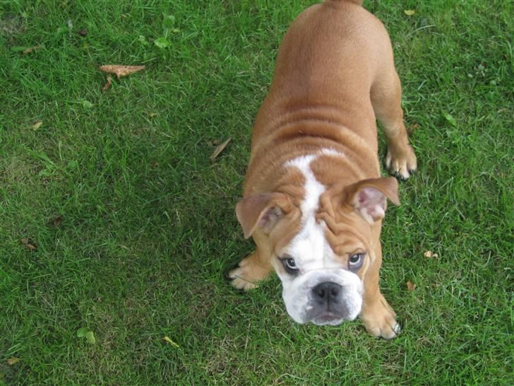 Engelsk bulldog Albert *SOLGT* :'( billede 17