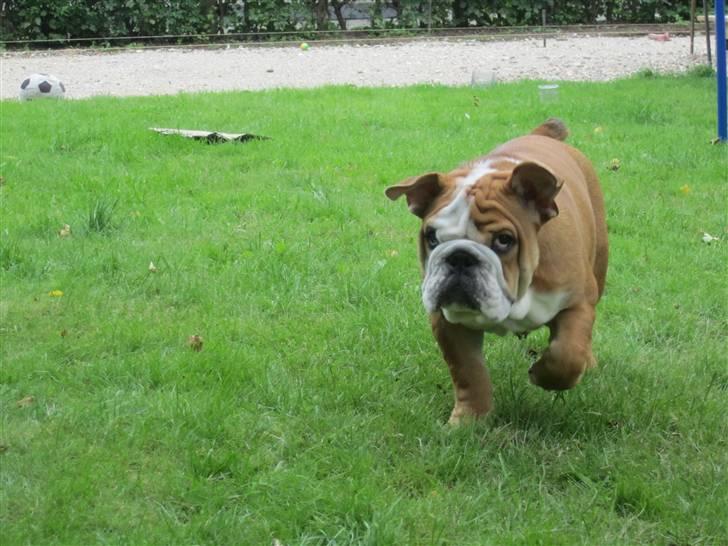 Engelsk bulldog Albert *SOLGT* :'( billede 18