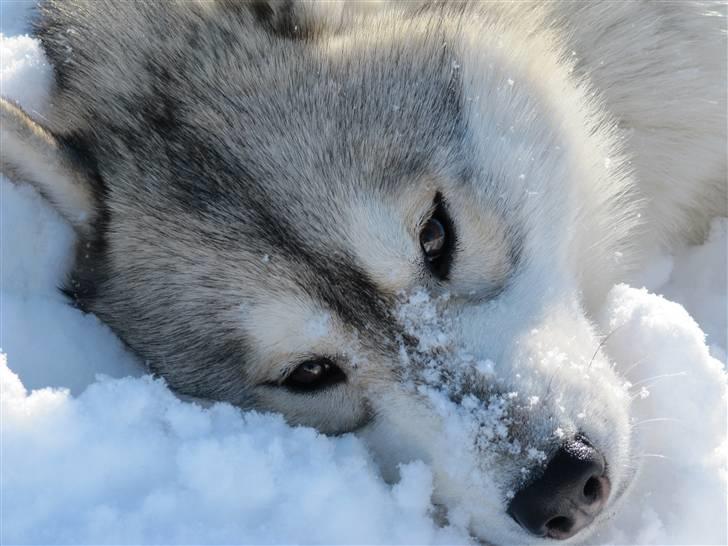 Siberian husky Alaska - Jeg elsker sne! billede 1