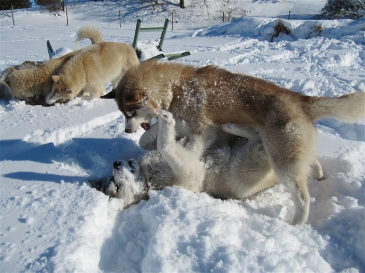 Siberian husky Alaska - Slåskamp! billede 3