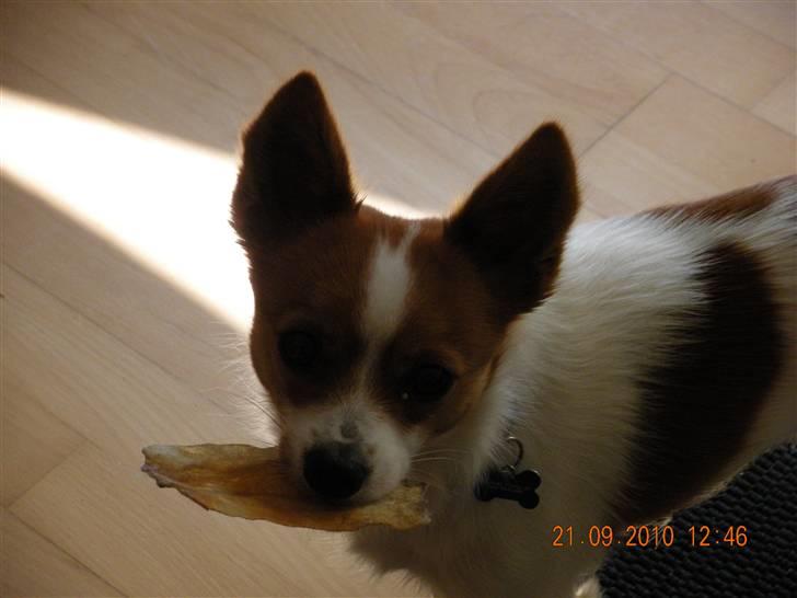 Blanding af racer Bailey - Bailey billede 2