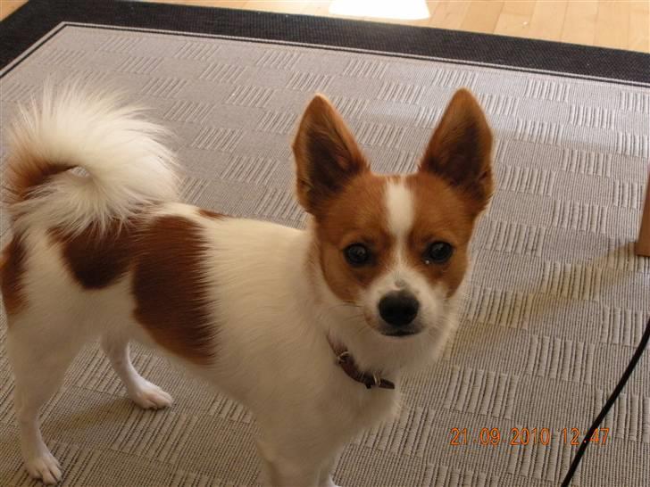 Blanding af racer Bailey - Bailey billede 3