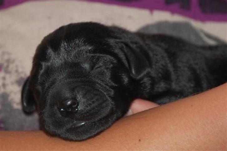 Labrador retriever MY BOY CHESTER billede 15