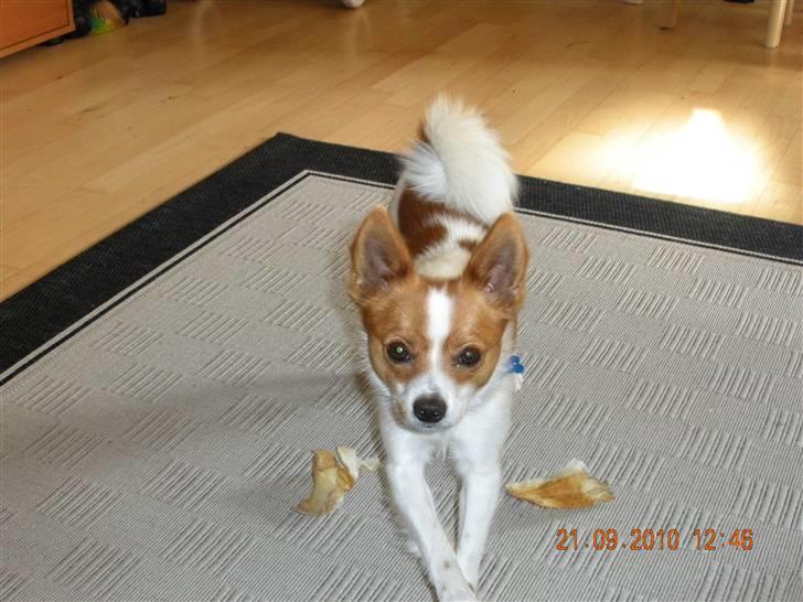 Blanding af racer Bailey - Lille søde bailey billede 6