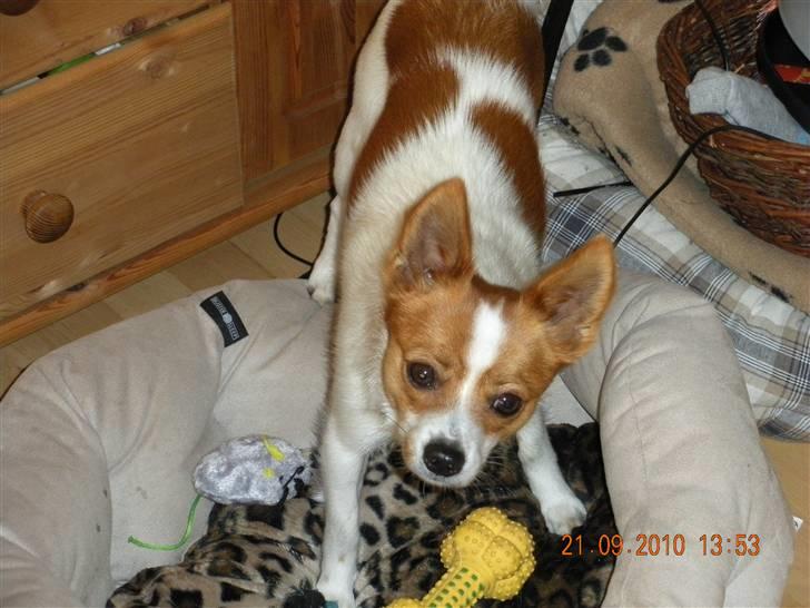 Blanding af racer Bailey - Bailey leger billede 7