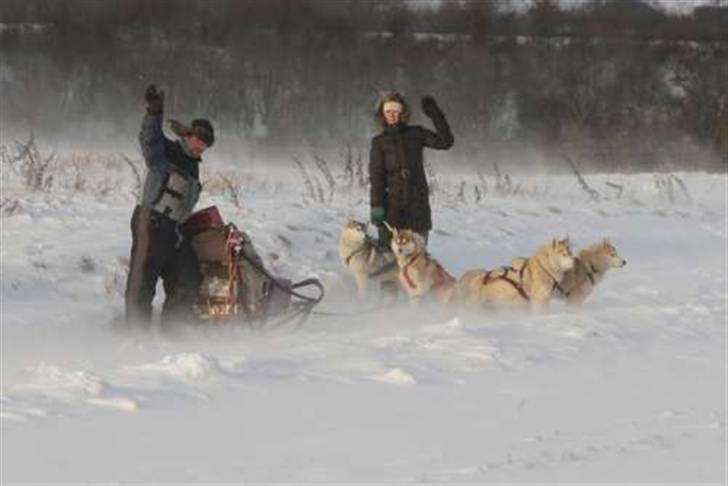 Siberian husky Alaska - Her er noget af min familie. billede 5