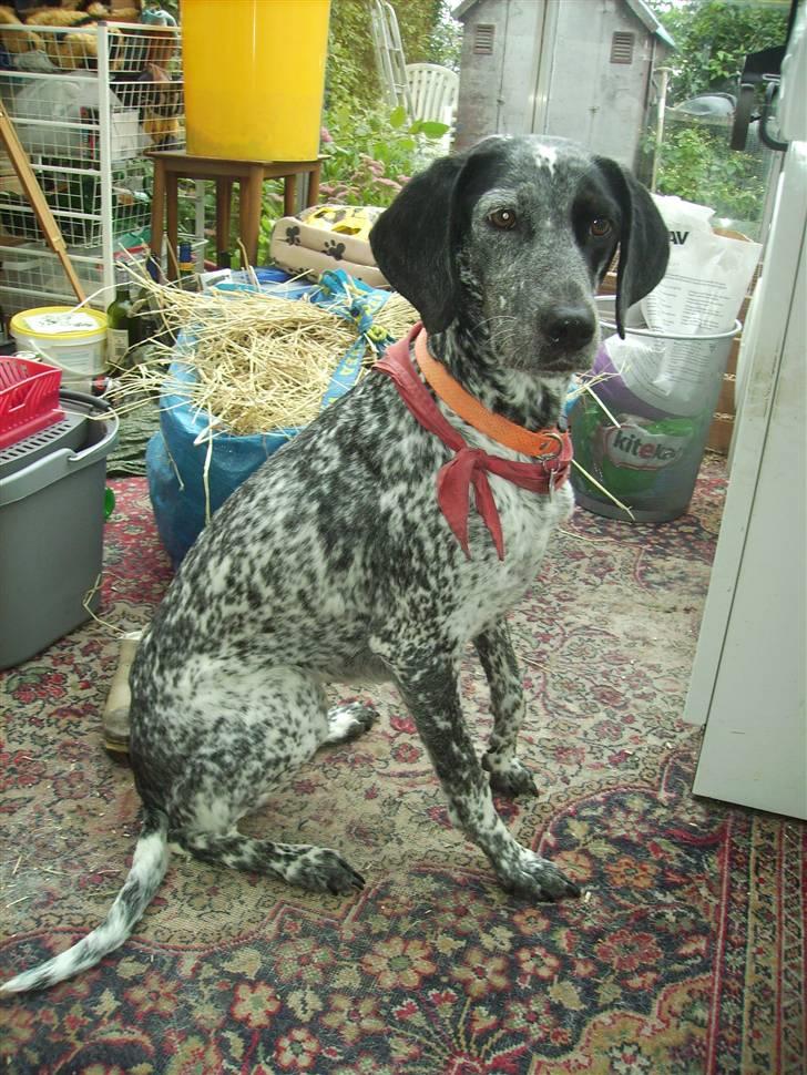 Blanding af racer Gaia R.I.P :'( billede 2