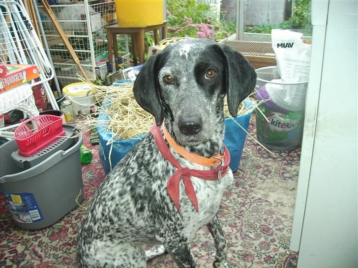 Blanding af racer Gaia R.I.P :'( billede 3
